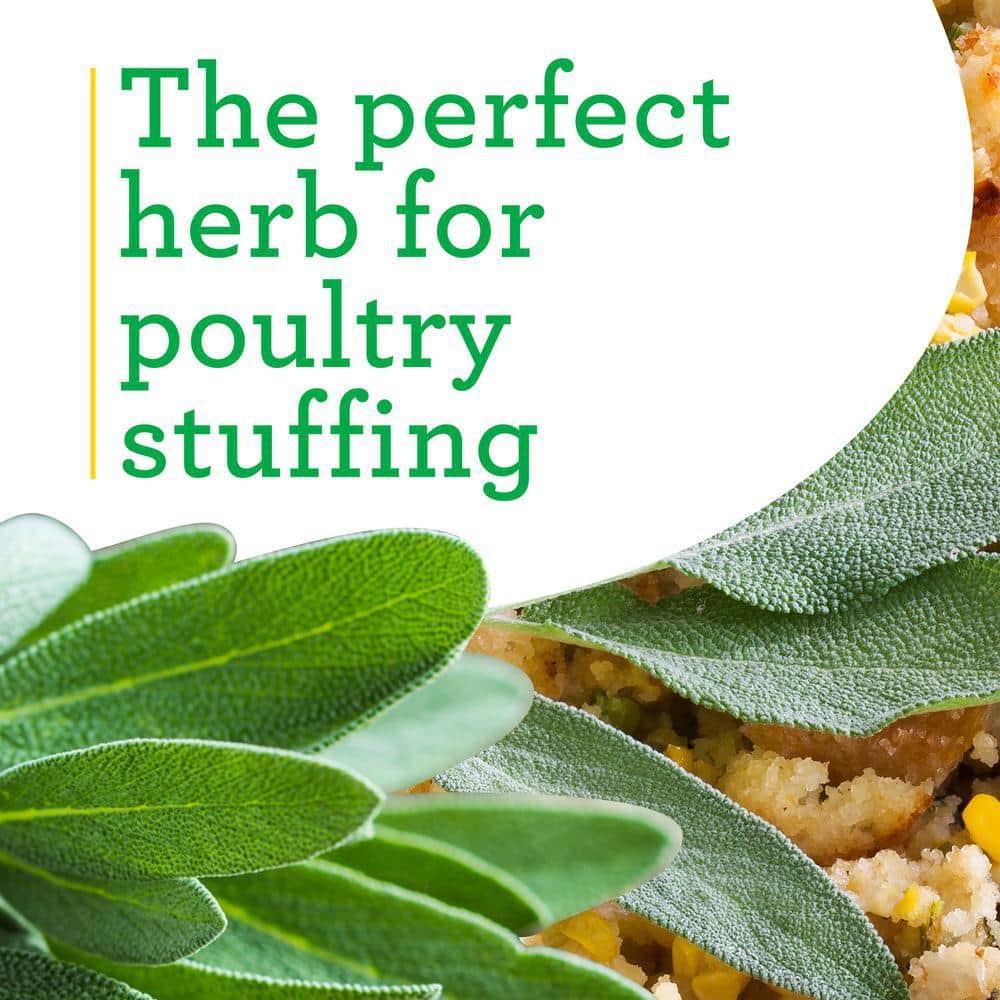 19 oz. Garden Sage Herb Plant (2-Pack) - Hercitys