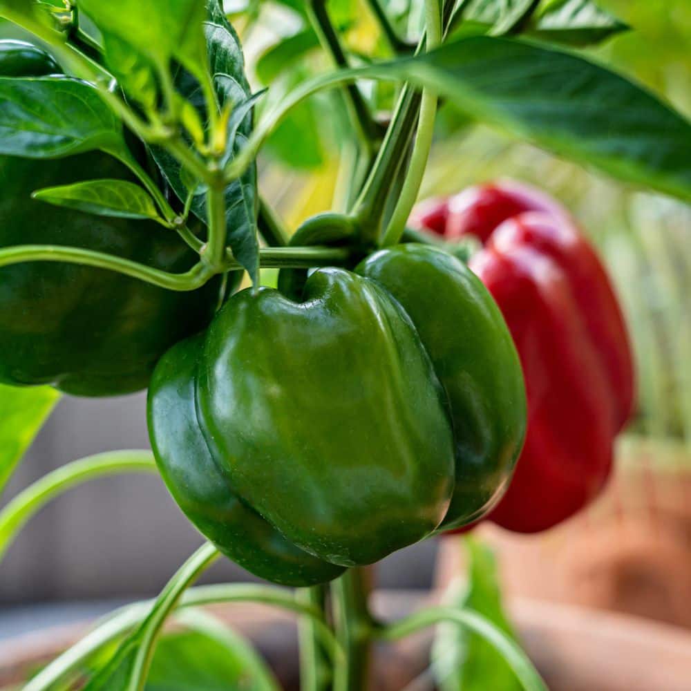 2.5 in. Chile Pepper Touchdown Plant (3-Pack) - Hercitys