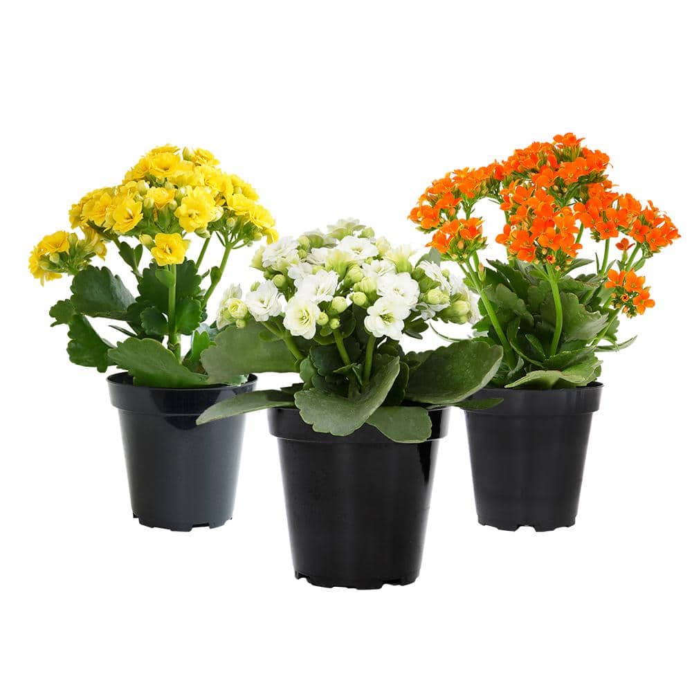 3-Pack 2.5 in. Kalanchoe Blossfeldiana Live Succulents in Assorted Colors in Grower Pot - Hercitys