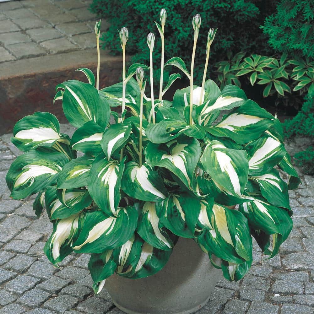 1 Gal. Pot, Mediovariegata Hosta Potted Perennial Plant (1-Pack) - Hercitys