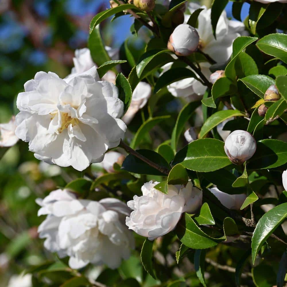 3 gal. Camellia Mine No Yuki Shrub with White Flowers - Hercitys
