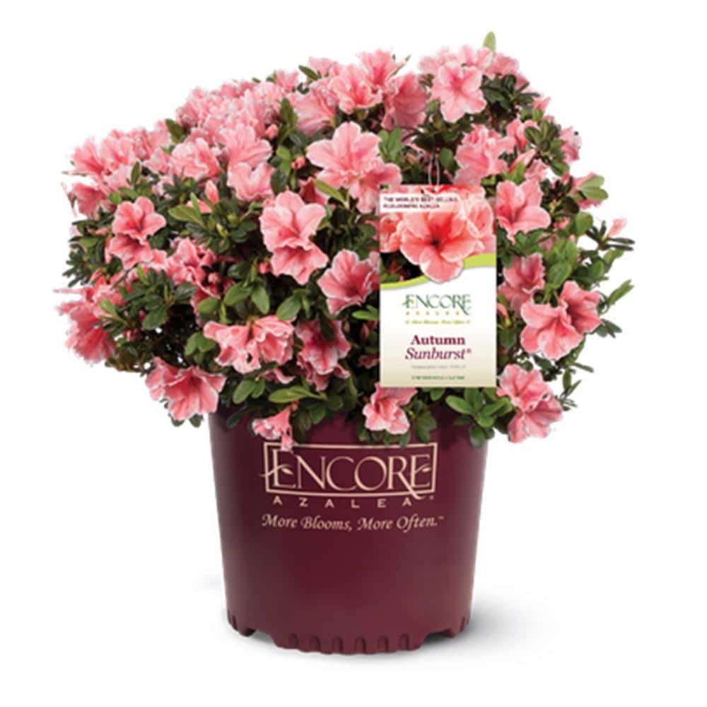 2 Gal. Autumn Sunburst Shrub with Bicolor Coral Pink and White Reblooming Flowers - Hercitys