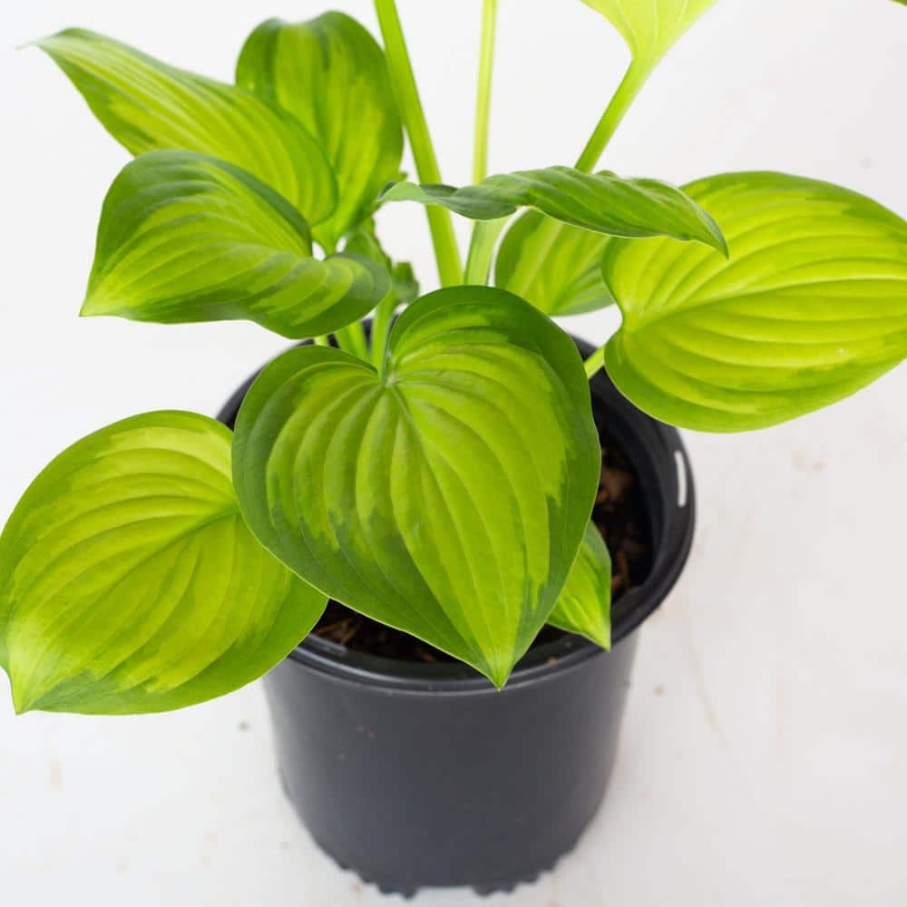 2.5 Qt. Guacamole Hosta Live Plant with Bright Apple Green and Dark Green Variegated Leaves - Hercitys