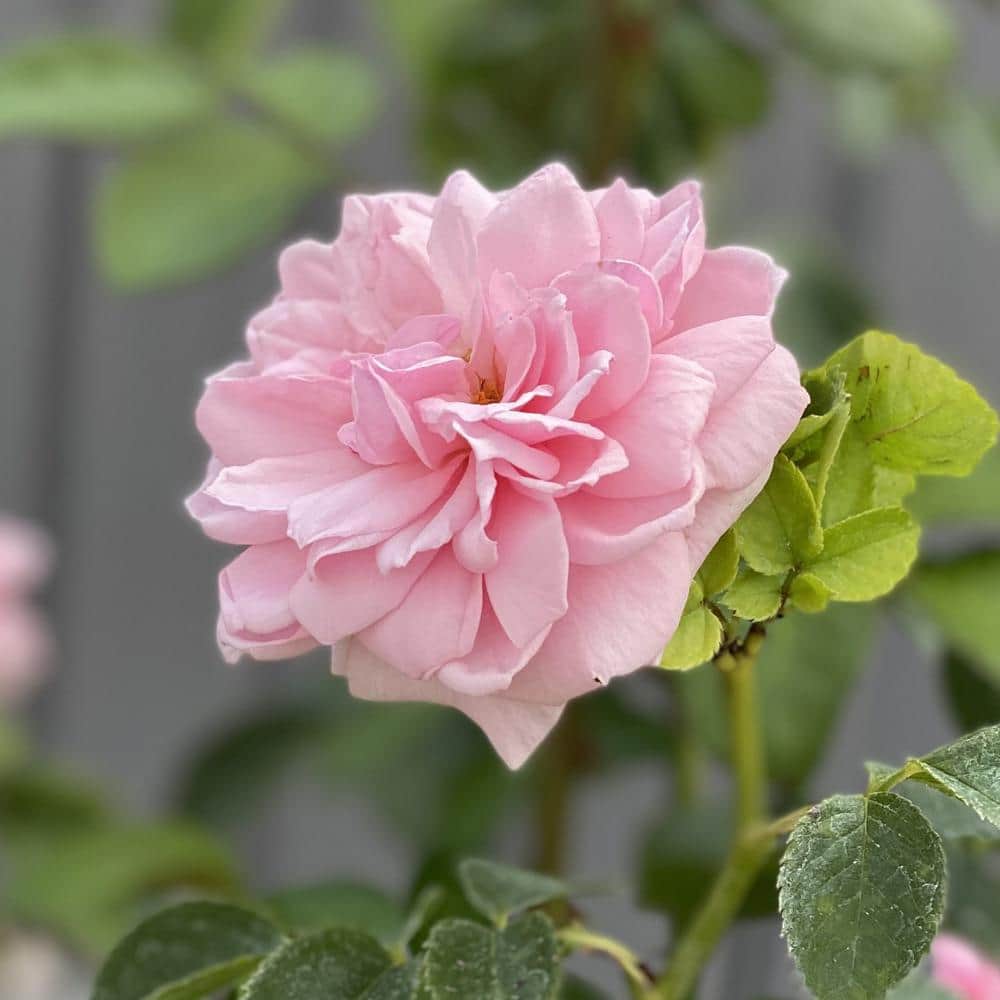 4.5 in. Qt. Reminiscent Pink Rose (Rosa x) with Pink Flowers - Hercitys