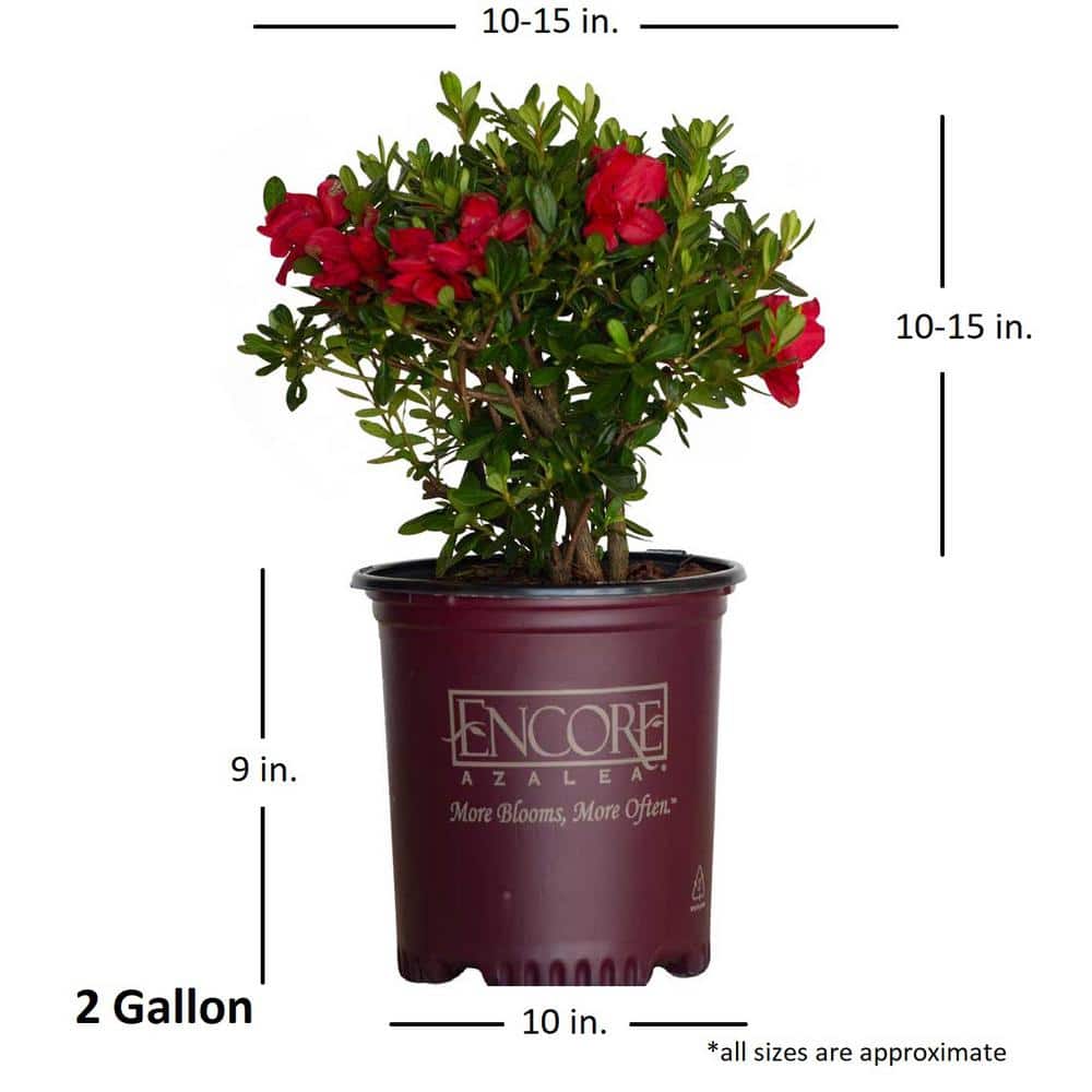 2 Gal. Autumn Bonfire Reblooming Azalea Shrub with Red Flowers - Hercitys