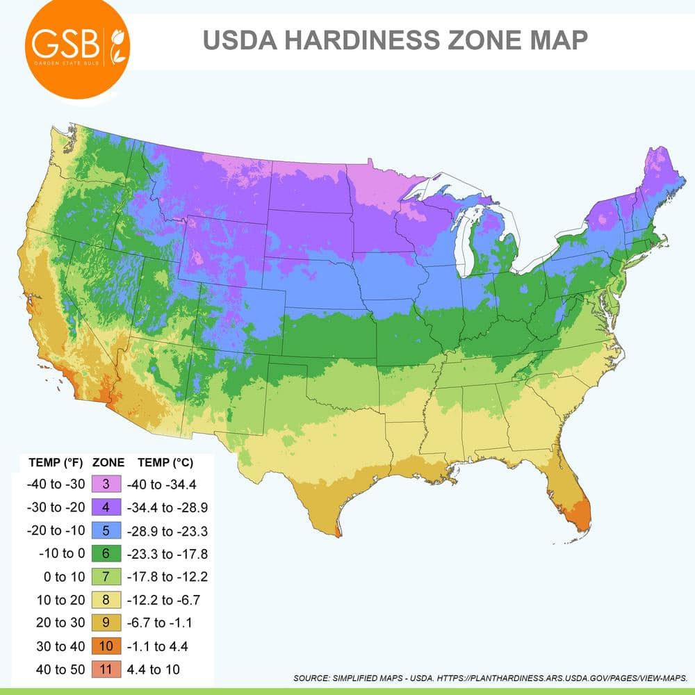 14 cm/16 cm, Black Escape Calla Lily Flower Bulbs (Bag of 5) - Hercitys