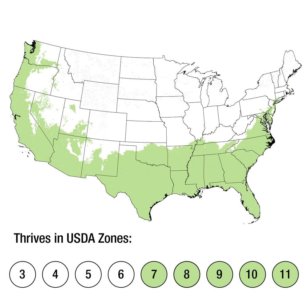 2.5 Qt. Frost Proof Gardenia, Live Evergreen Shrub, White Fragrant Blooms - Hercitys