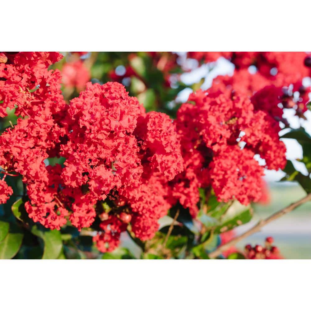 3 Gal. Ruffled Red Magic Crape Myrtle Flowering Shrub with Red Flowers - Hercitys
