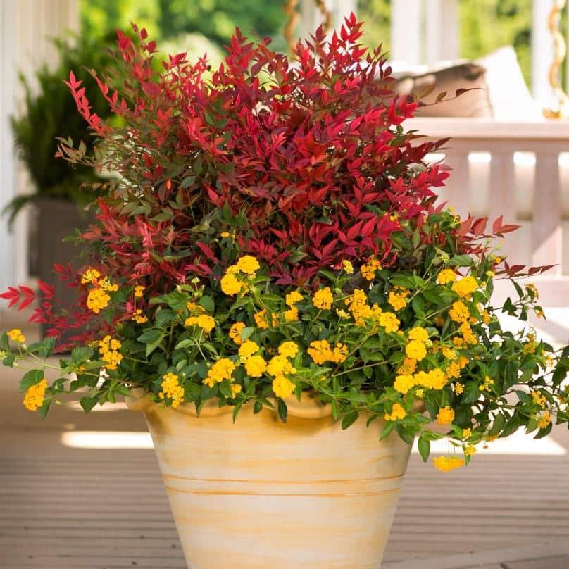 2.5 qt. Golden Yellow Pot of Gold Little Lucky Lantana, Live Perennial/Annual Plant with Reblooming Flowers - Hercitys