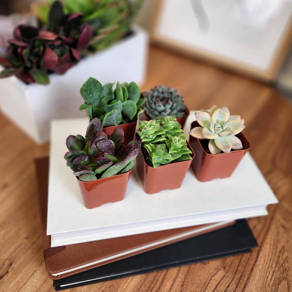 2IN Easy Care Live Succulent (6-Pack) - Hercitys