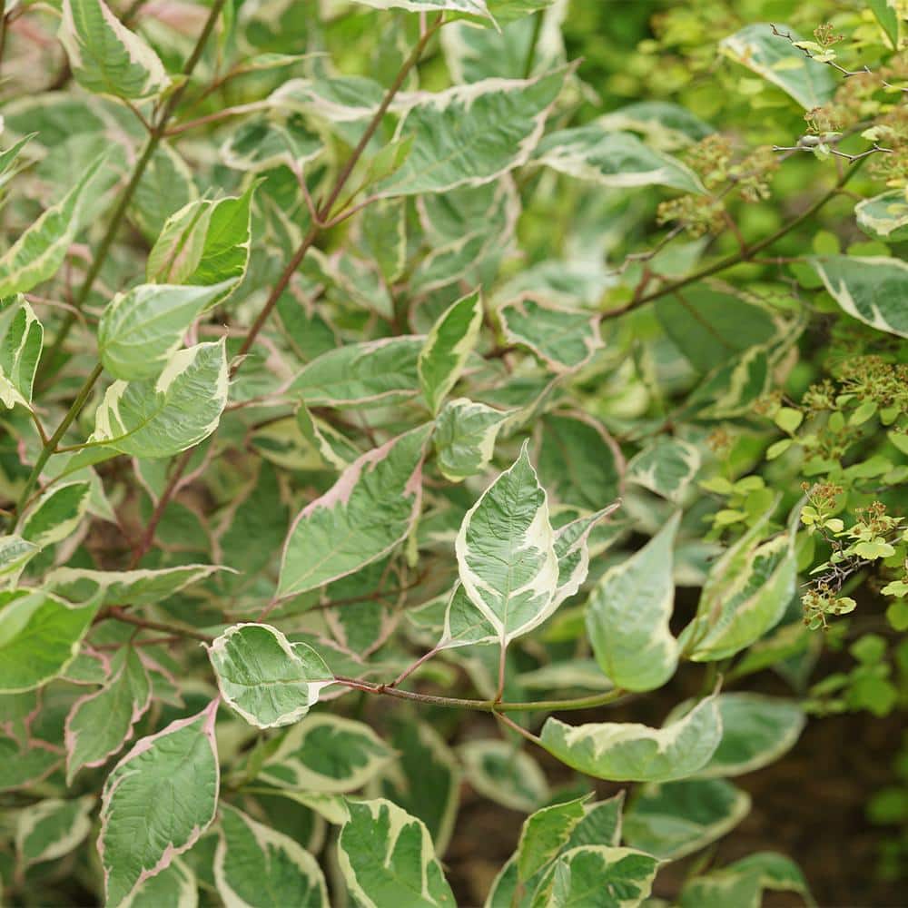 2 Gal. Sgt Pepper Dogwood Shrub - Hercitys