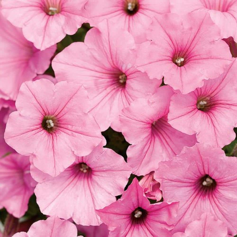 4.25 in. Grande Supertunia Vista Bubblegum (Petunia) Annual Live Plant with Bright Pink Flowers (4-Pack) - Hercitys