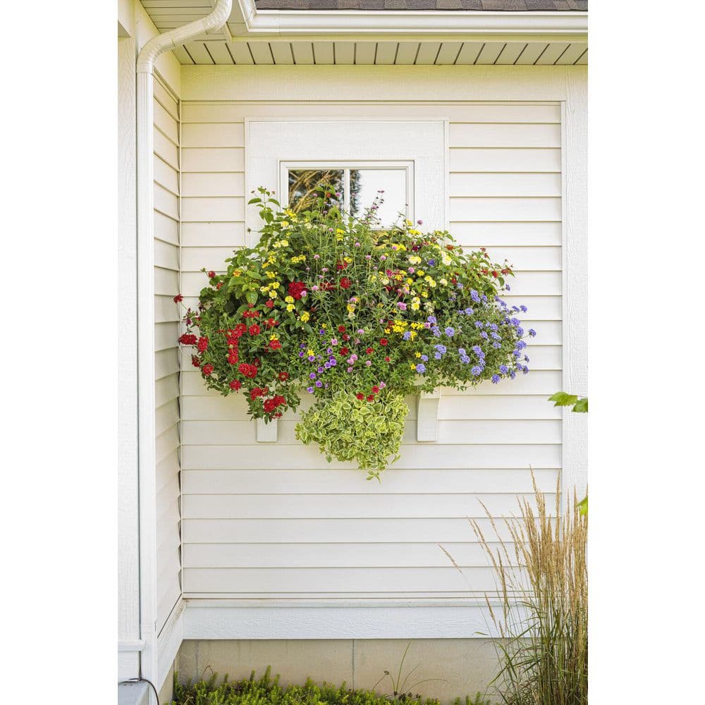 4.25 in. Eco+Grande Luscious Royale Red Zone (Lantana) Live Plant, Red Flowers (4-Pack) - Hercitys