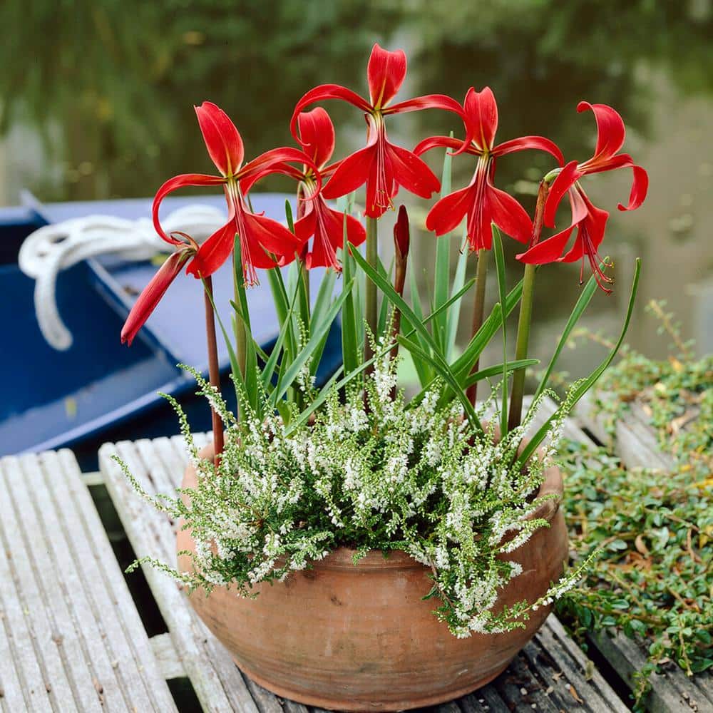 16 cm/18 cm, Aztec Lily Sprekelia Flower Bulbs (Bag of 5) - Hercitys