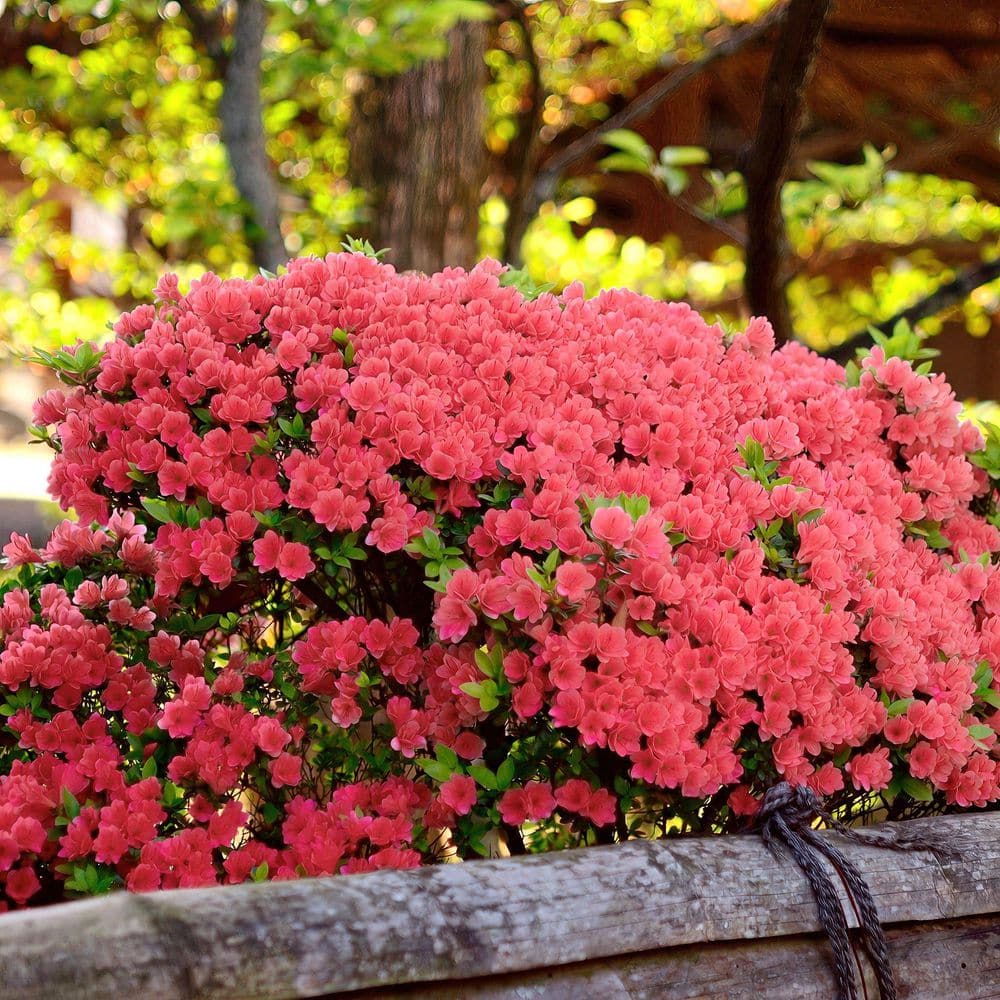 2.5 Quart Azalea ‘Fashion’ Flowering Shrub with Pink Flowers - Hercitys