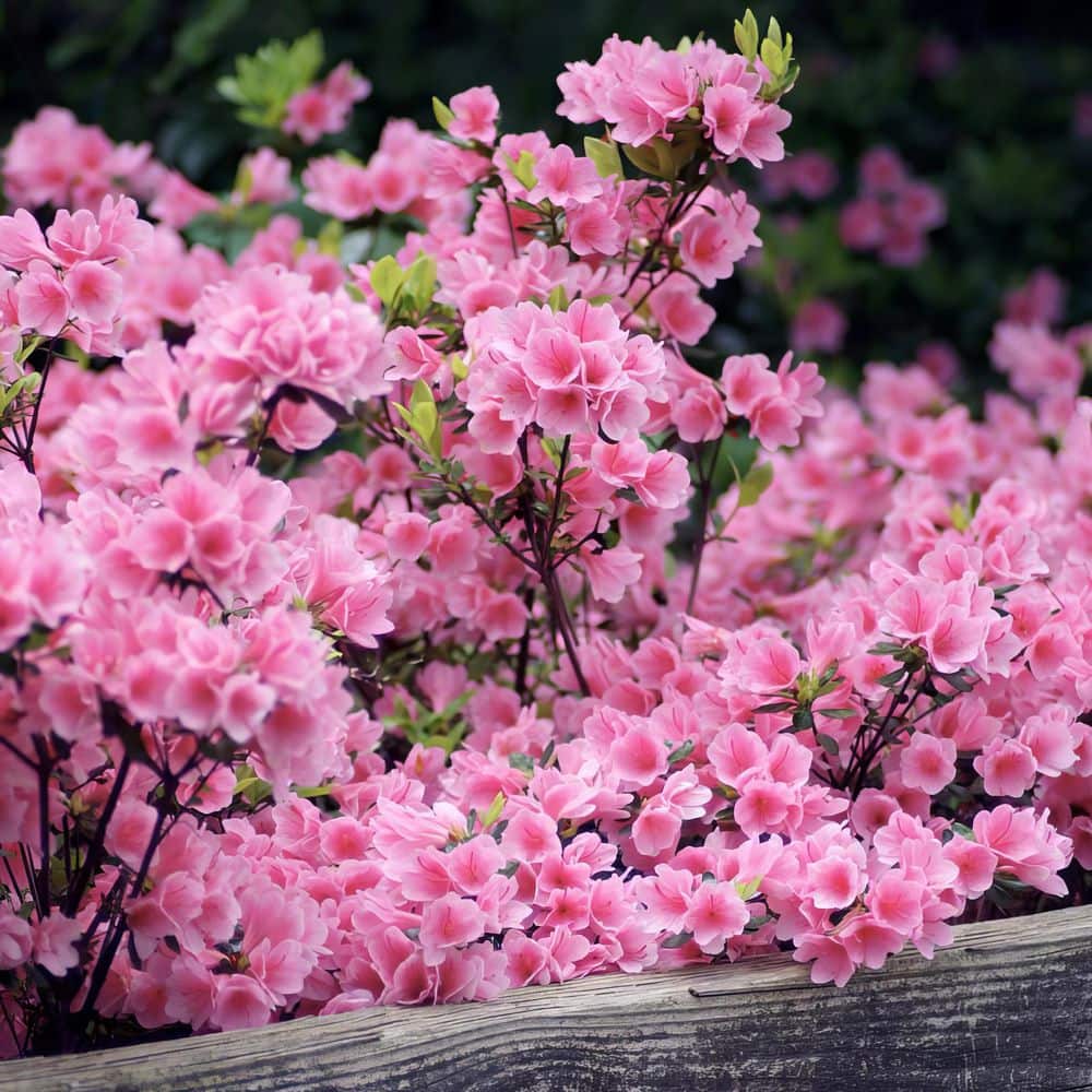 2.5 Quart Azalea ‘Pink Ruffle’ Flowering Shrub with Pink Flowers - Hercitys