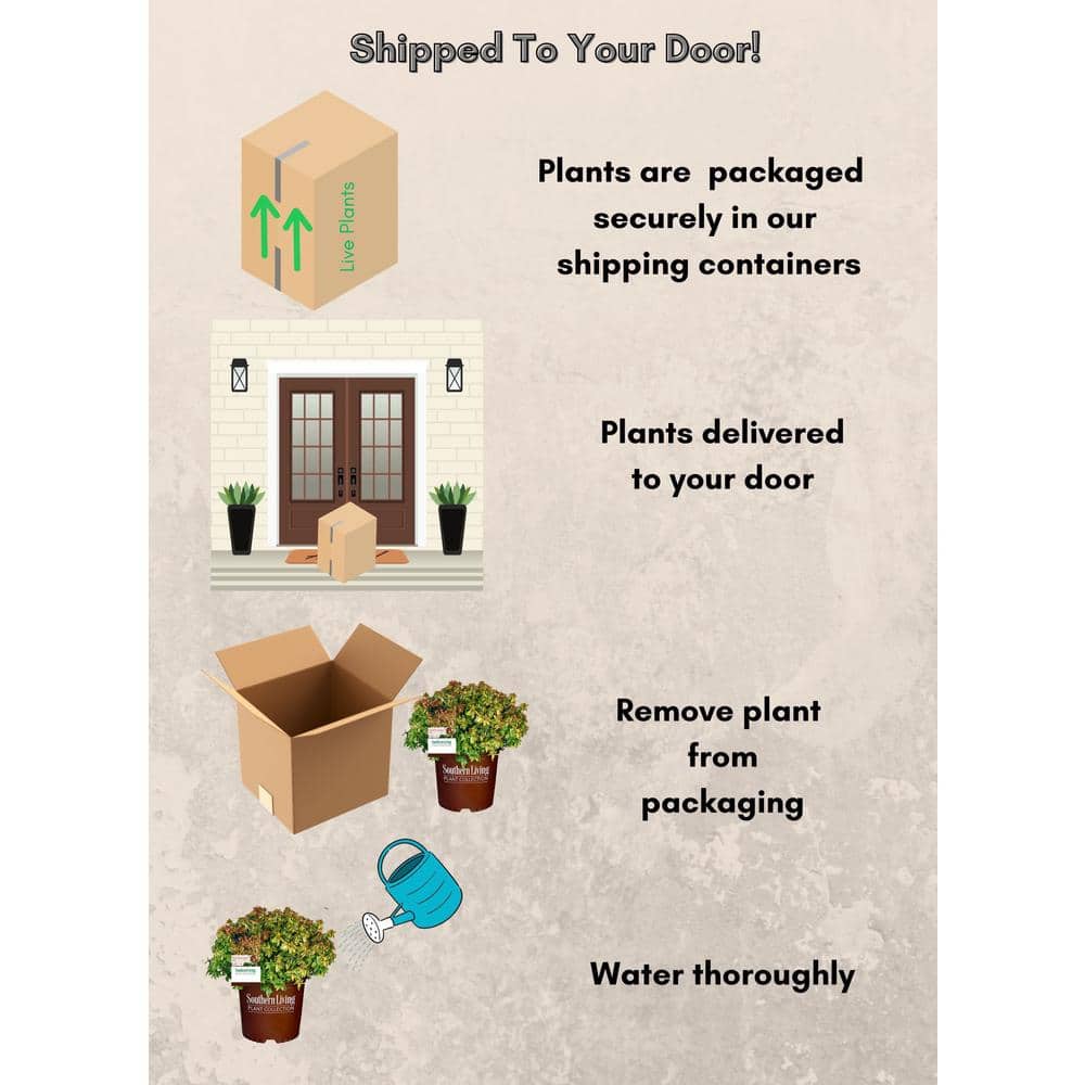 2 Gal. Kaleidoscope Abelia Flowering Shrub with White Blooms - Hercitys