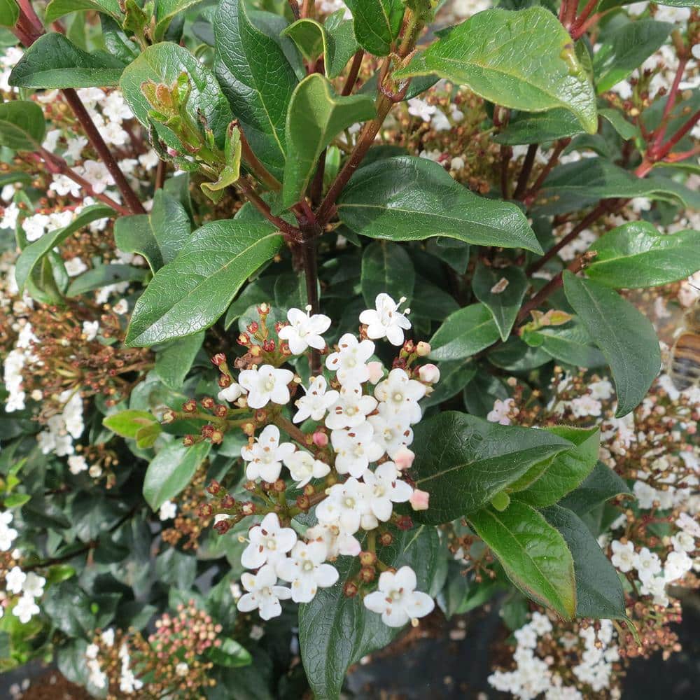#3 Spring Bouquet Viburnum Shrub (2-Pack) - Hercitys