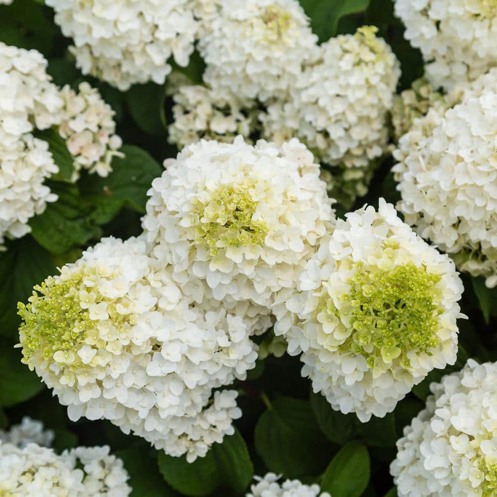 2 Gal. Little Hottie Panicle Hydrangea Flowering Shrub with Pure White Flowers - Hercitys