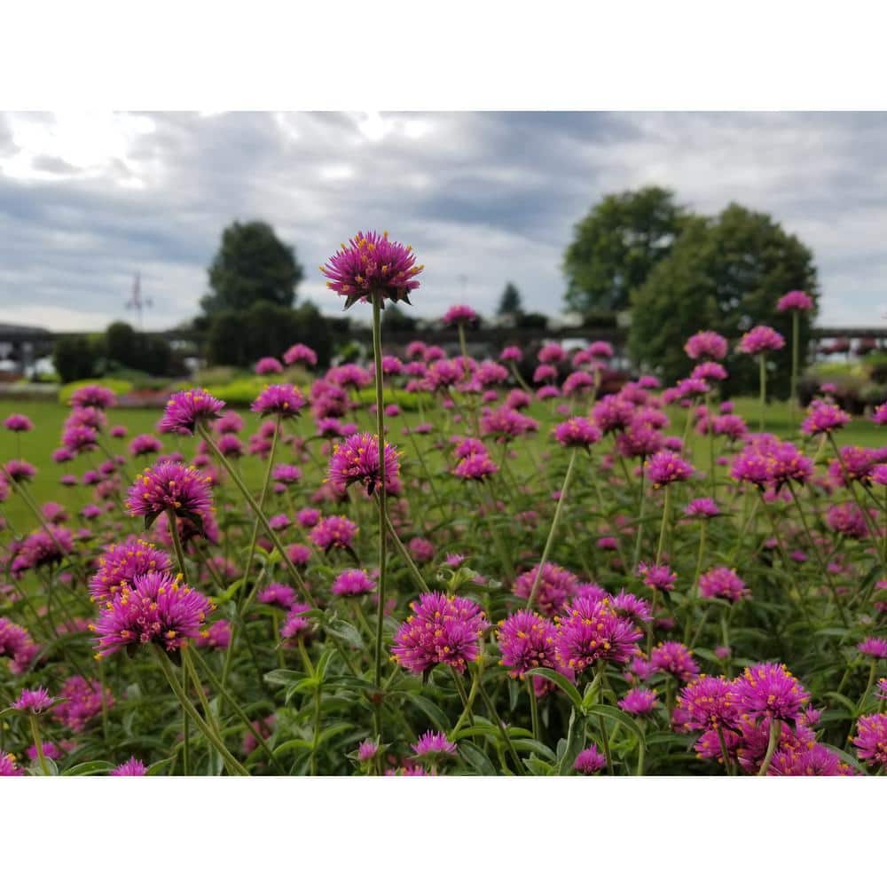 4.25 in. Eco+Grande Truffula Pink Globe Amaranth (Gomphrena) Live Plant, Pink Flowers (4-Pack) - Hercitys