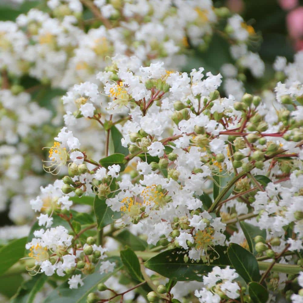 3 gal. Crape Myrtle Natchez Shrub with White Flowers - Hercitys
