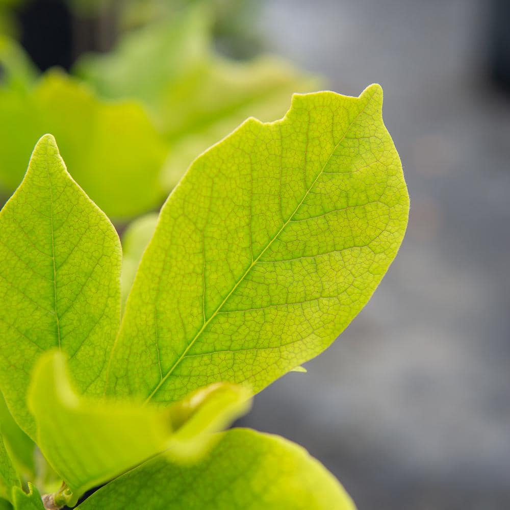 3 Gal. Jane Magnolia (2-Pack) - Hercitys