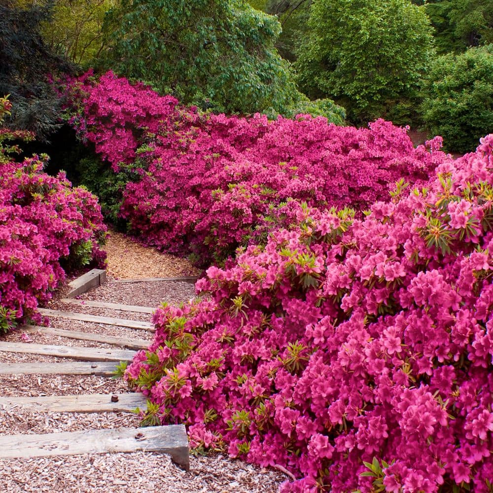 2.5 Quart Azalea ‘Rene Michelle’ Flowering Shrub with Pink Flowers - Hercitys