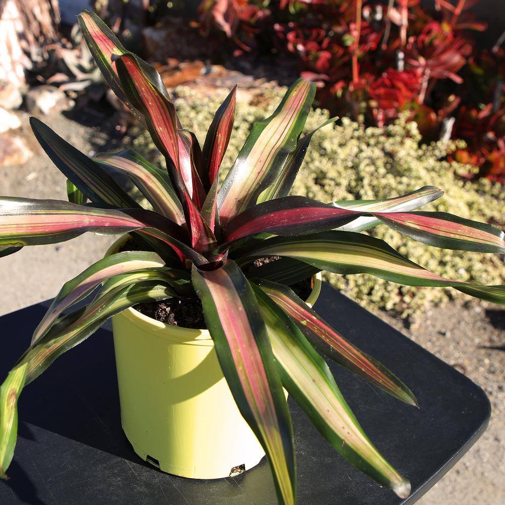 4 qt. Bromeliad Neoregelia Pimiento Tropical Perennial Outdoor Plant with Red-Burgundy Foliage in Grower Pot - Hercitys
