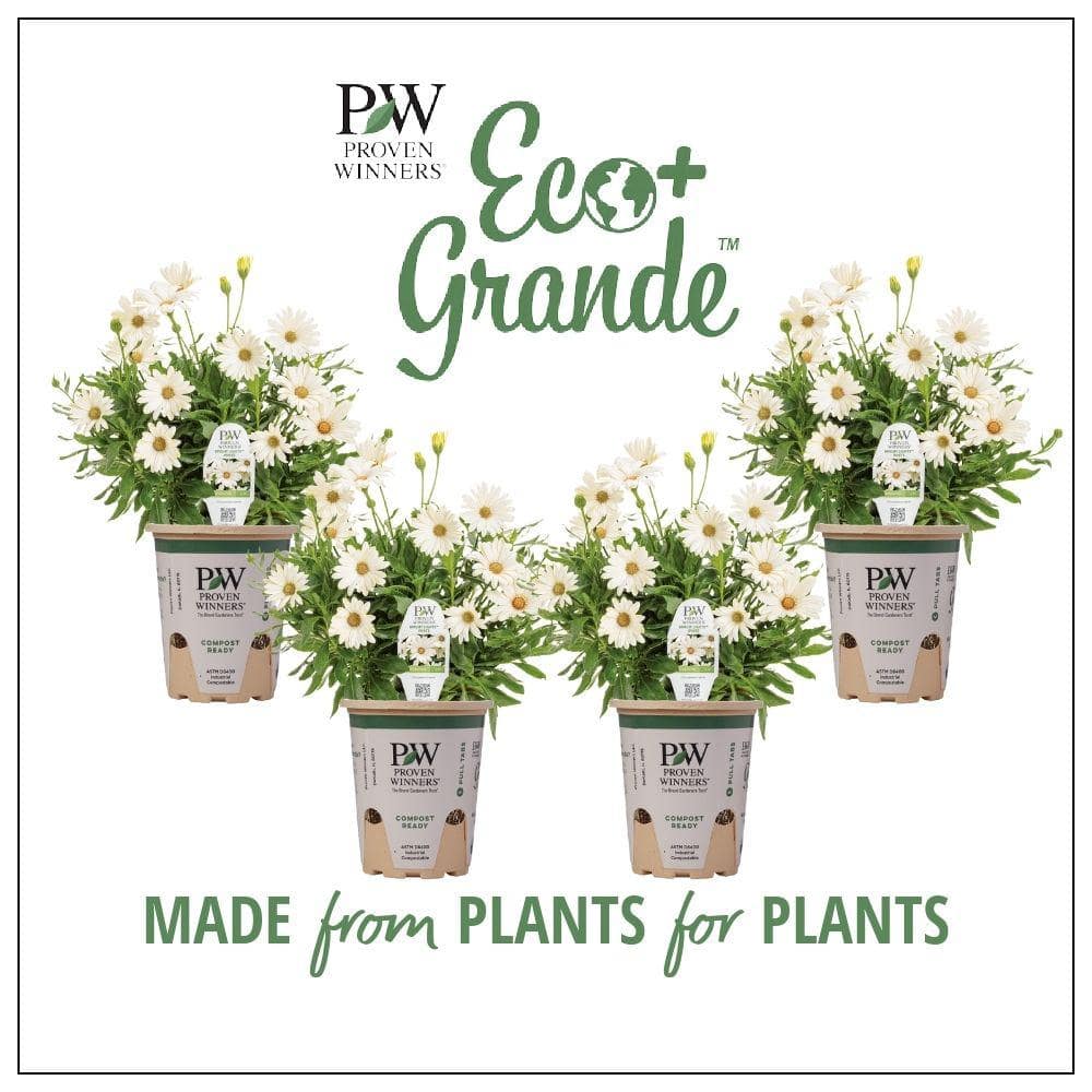 4.25 in. Eco+Grande Bright Lights White African Daisy (Osteospermum) Live Plant, White Flowers (4-Pack) - Hercitys