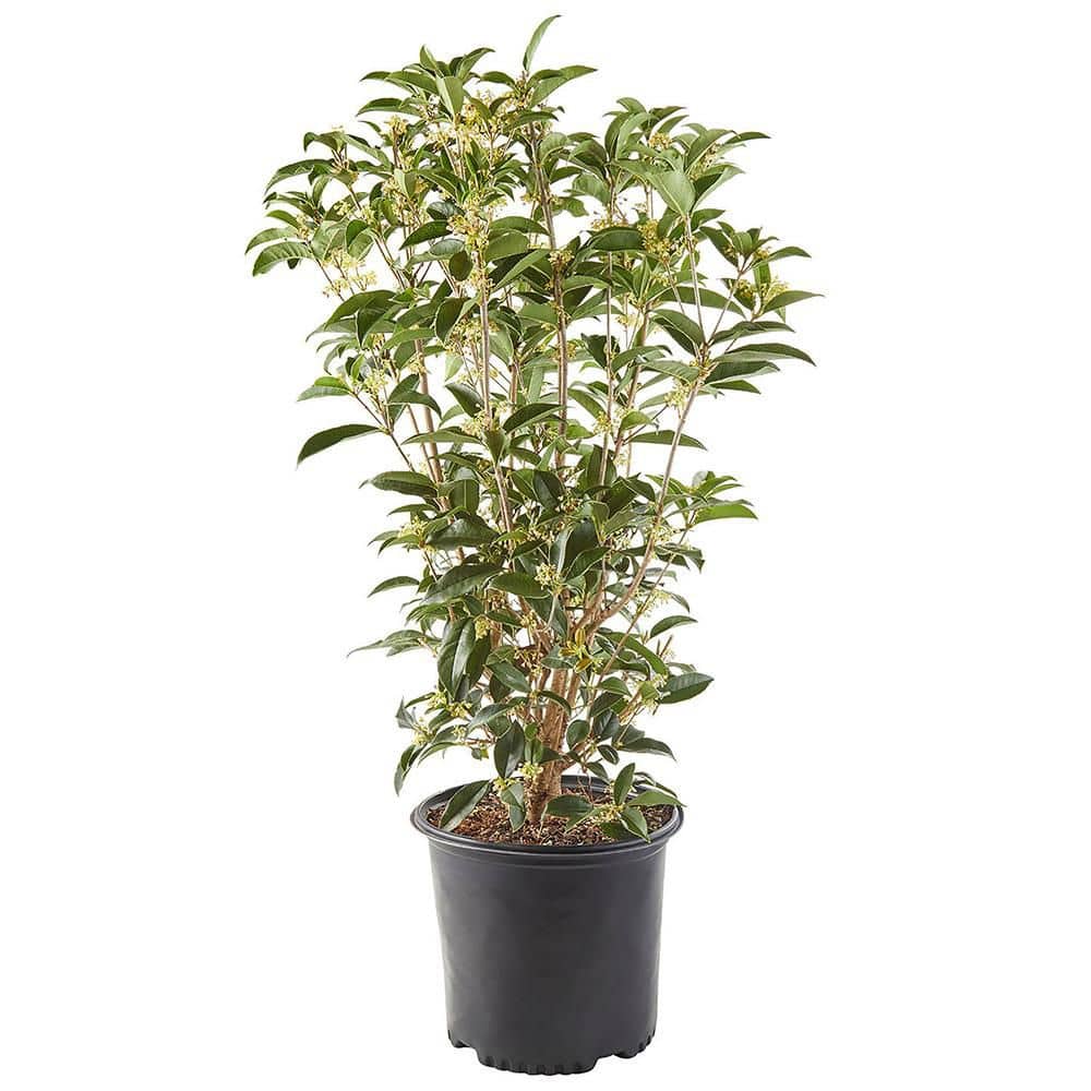 2.25 Gal. Osmanthus Tea Olive Shrub with White Fragrant Flowers - Hercitys