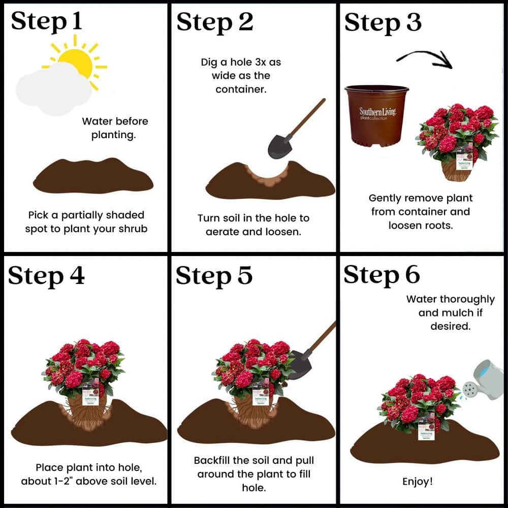 2 Gal. Heart Throb Hydrangea with Cherry Red Flowers - Hercitys