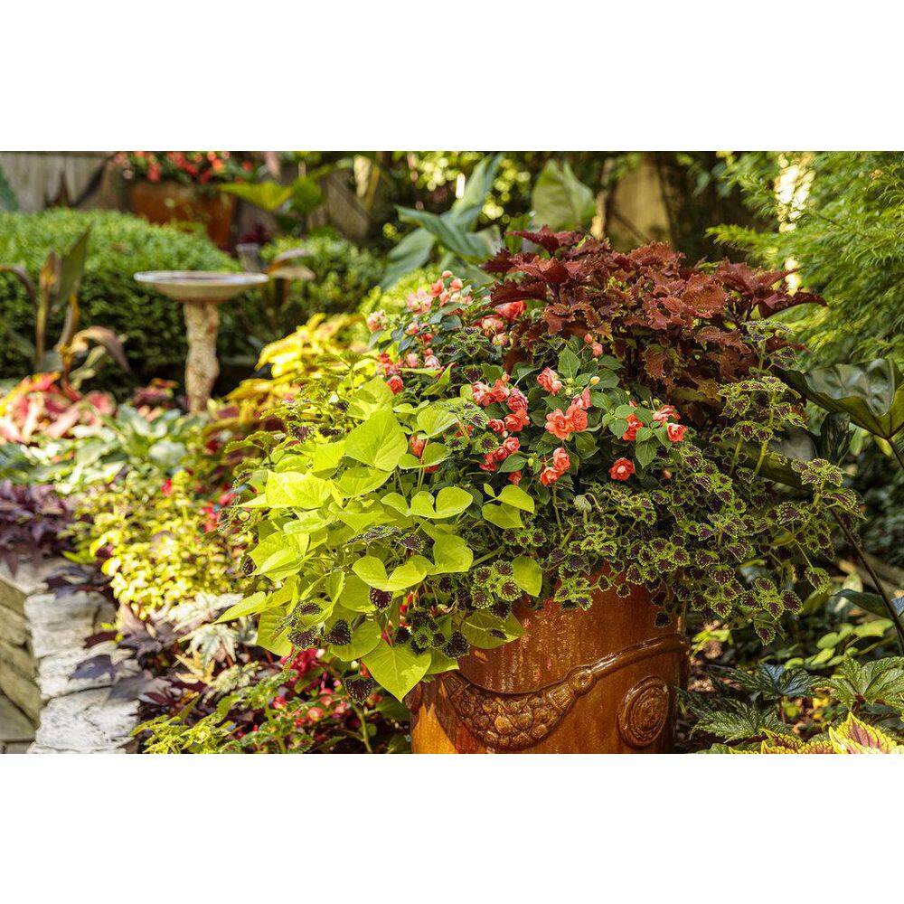 4.25 in. Eco+Grande Proven Selections Chocolate Drop Coleus (Solenostemon) Live Plant, Green and Crimson Foliage 4-Pack - Hercitys