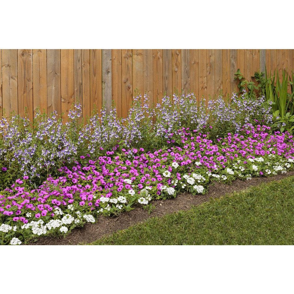 4.25 in. Eco+Grande, Supertunia Vista Jazzberry (Petunia) Live Plant, Purple Flowers (4-Pack) - Hercitys