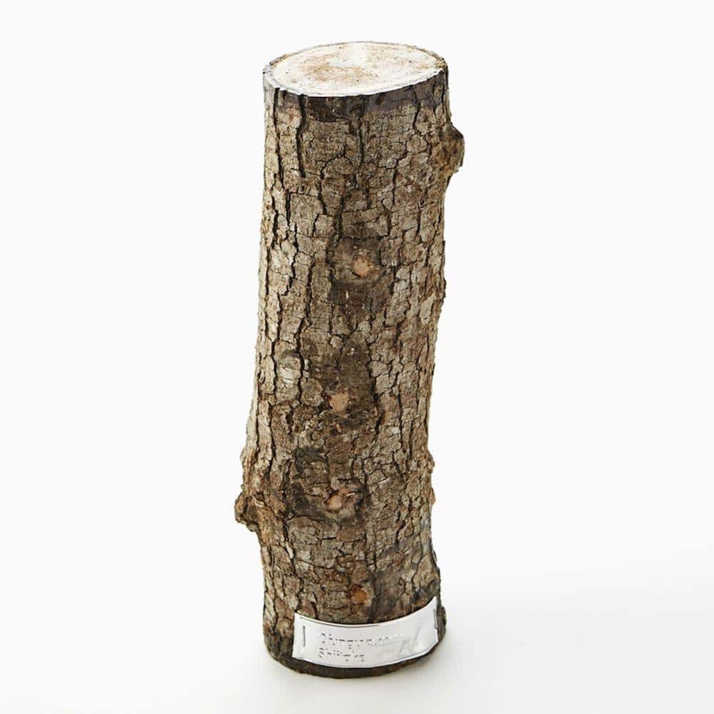 12 in. Shiitake Mushroom Log - Hercitys