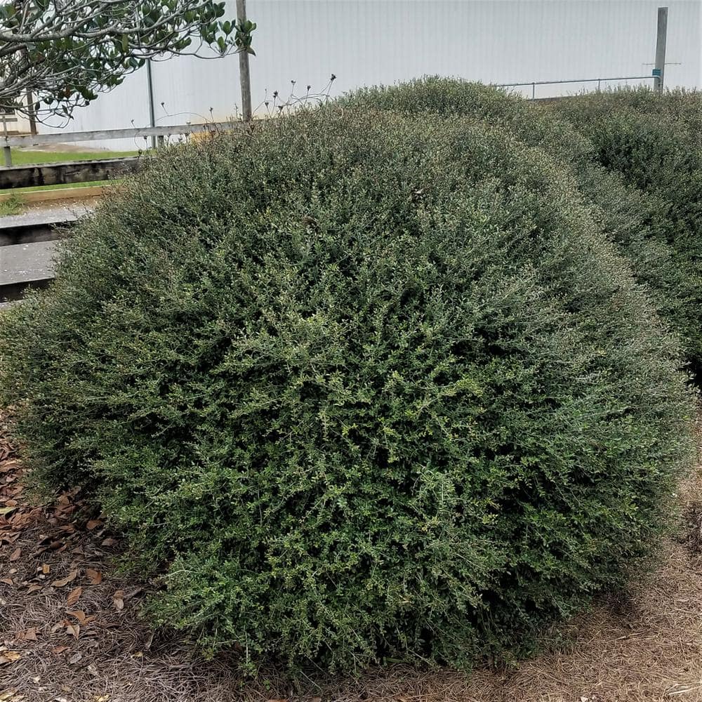 2.5 Gal – Bordeaux Yaupon Holly(Ilex), Live Evergreen Shrub, Burgundy-Red New Foliage - Hercitys