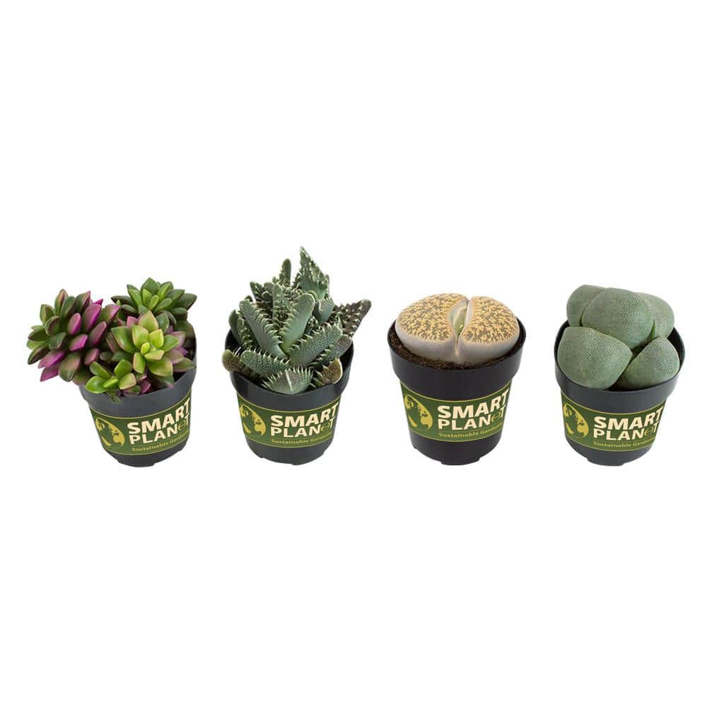 2.5 in. Mimicry Assorted Succulent Plants (4-Pack) - Hercitys