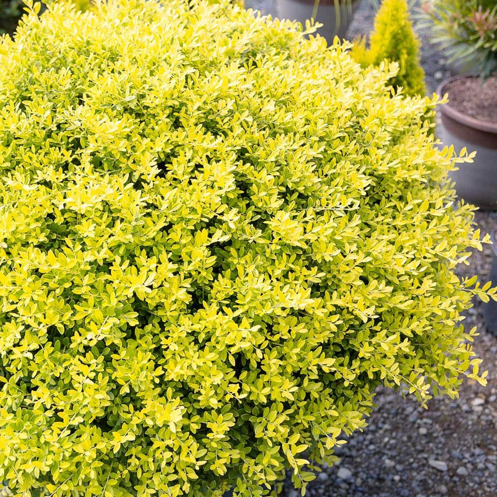 1.5 Gal. Touch of Gold Holly, Evergreen Shrub with Bright Golden Foliage - Hercitys
