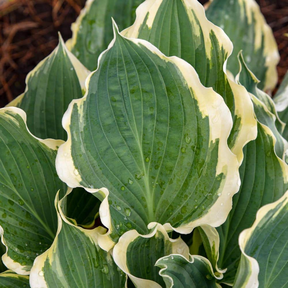 0.65 Gal. Shadowland Hope Springs Eternal Hosta (Hosta Hybrid) Live Perennial Plant with Blue and White Foliage - Hercitys