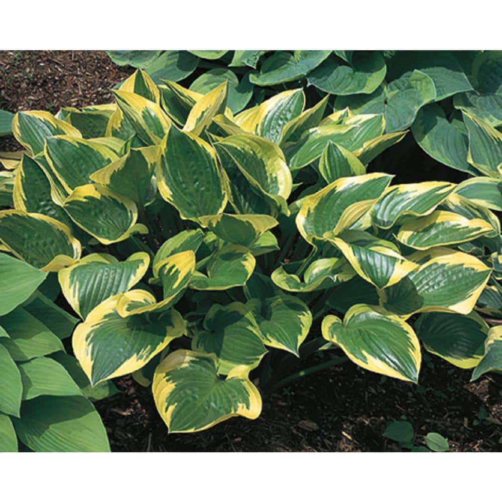 2 Gal. Hosta Variegated Live Perennials Plant (1-Pack) - Hercitys