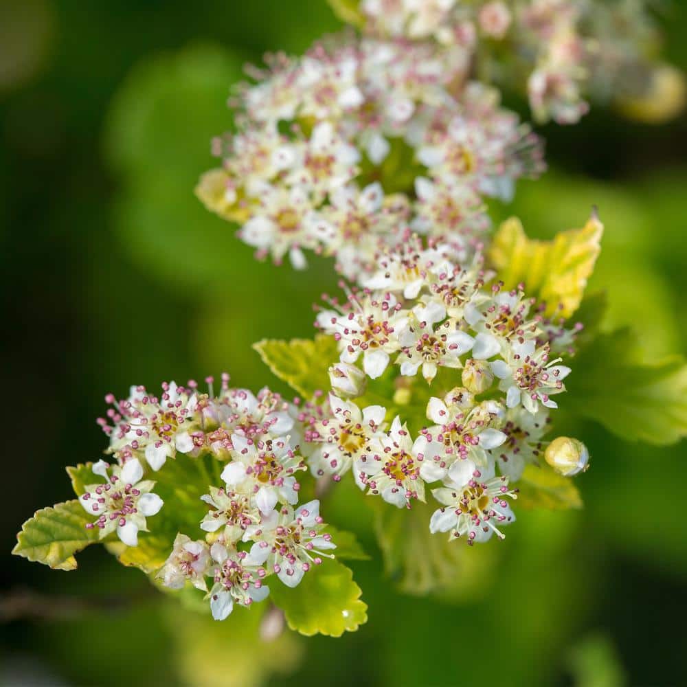2 Gal. Lucky Devil Ninebark Shrub with Bright Yellow Foliage - Hercitys