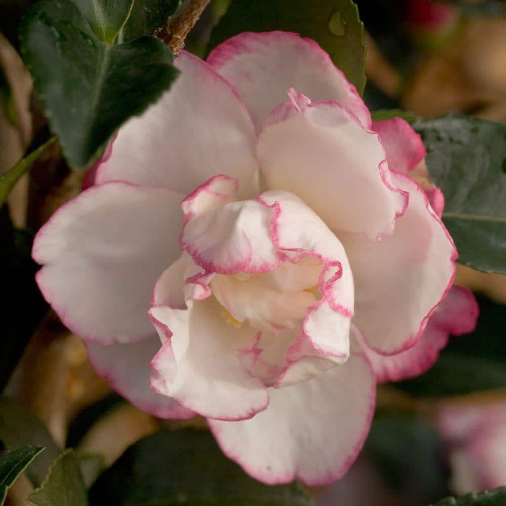 2.5 Qt. October Magic Inspiration Camellia (Sasanqua) – Live Evergreen Shrub with White Blooms with Magenta Edges - Hercitys