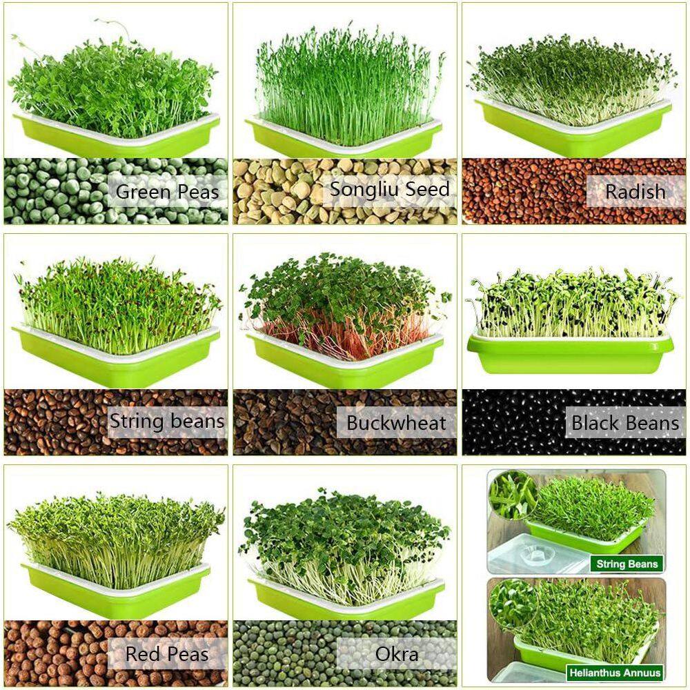 2-Pack Seed Sprouter Tray BPA Free PP Soil-Free Large Capacity Wheatgrass Grower Kit with Lid Green - Hercitys