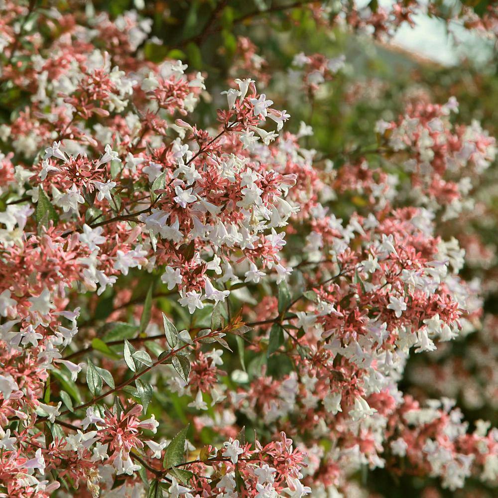 2.25 gal. Abelia Peach Perfection Shrub with Pink Flowers - Hercitys