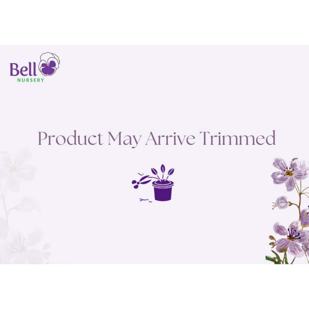 3 Gal. Neon Flash Spirea Live Flowering Shrub Plant with Dark Pink Blooms - Hercitys