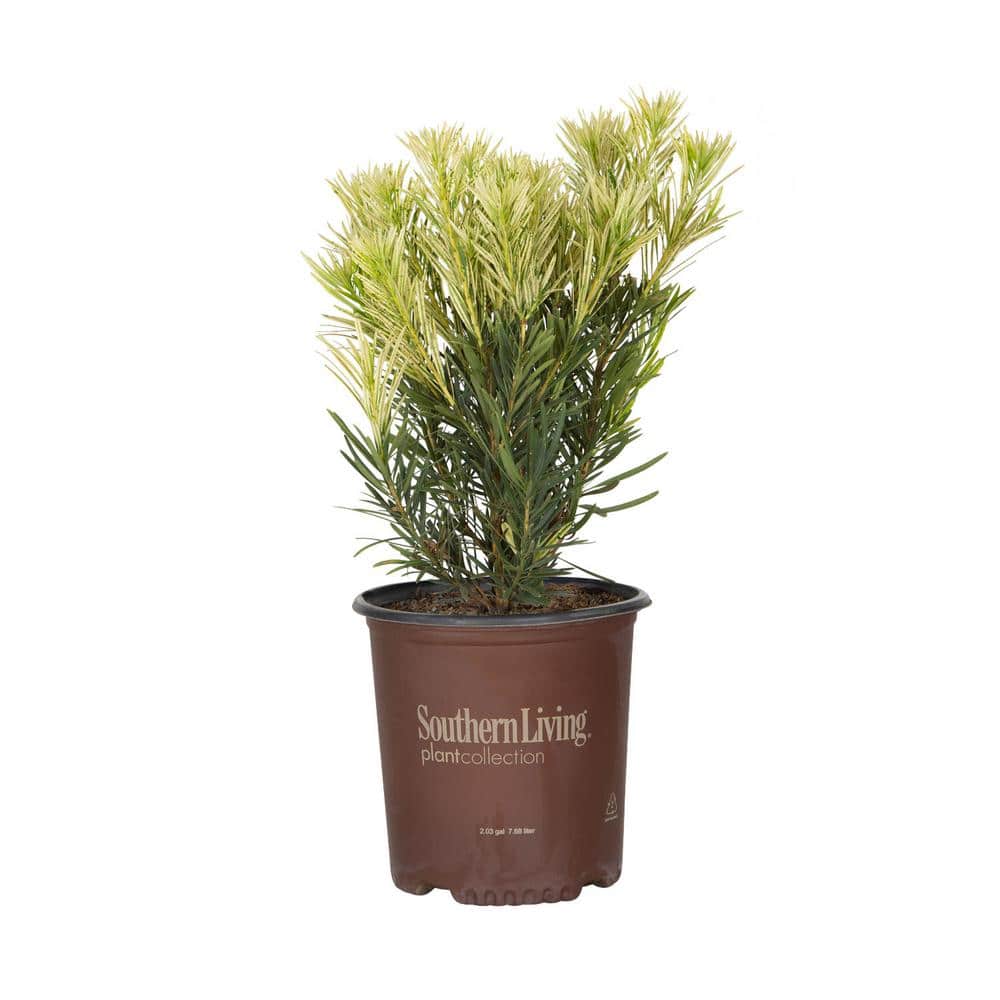 2 Gal. – Roman Candle Podocarpus Live Evergreen Shrub with Light Green/White New Foliage - Hercitys
