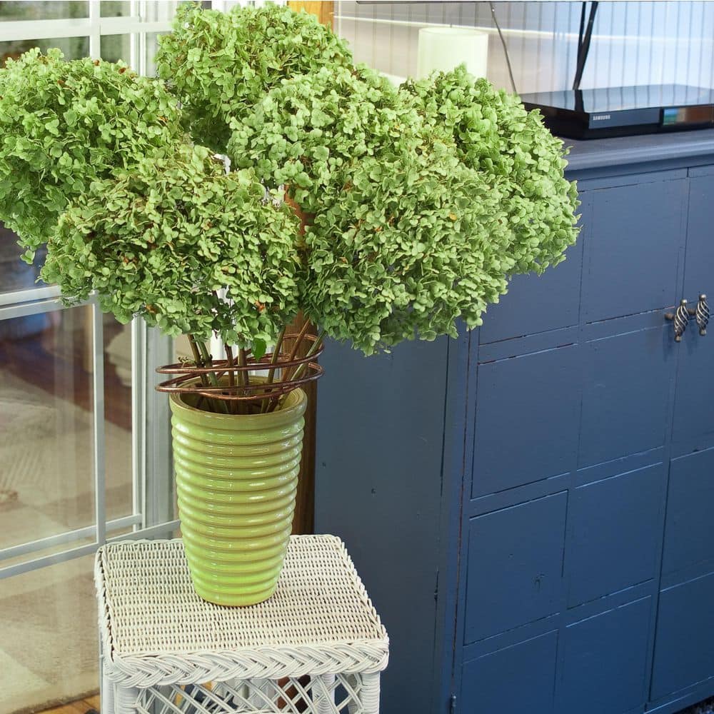 4.5 in. Qt. Incrediball Smooth Hydrangea, Live Shrub, Green to White Flowers - Hercitys