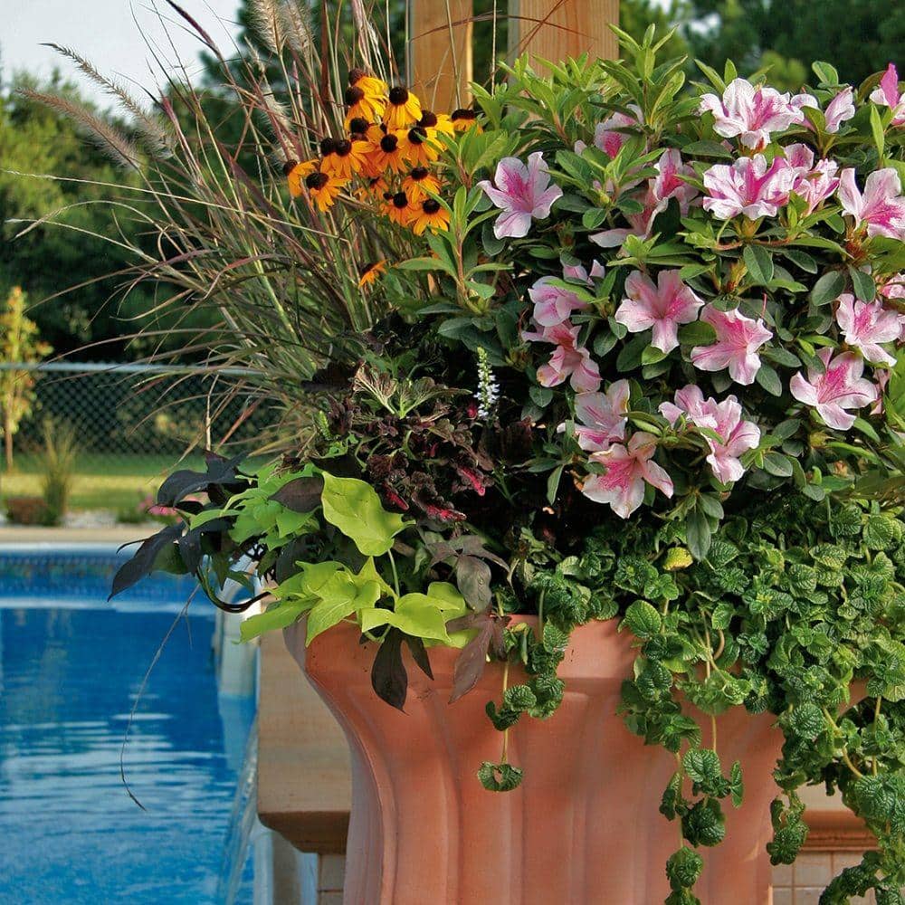 1 Gal. Autumn Twist Shrub with Purple and White Reblooming Flowers - Hercitys