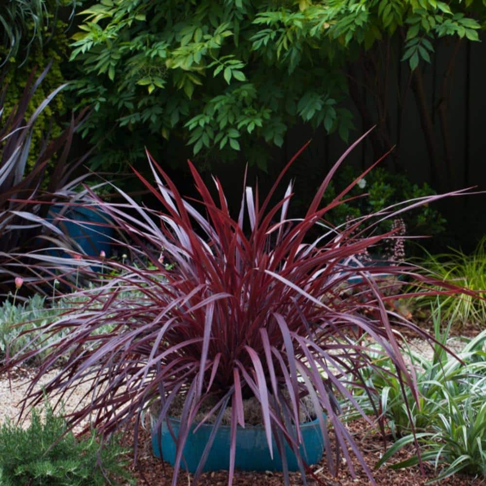2.5 Qt. Design-A-Line Cordyline – Narrow Arching Rich Burgundy Foliage - Hercitys