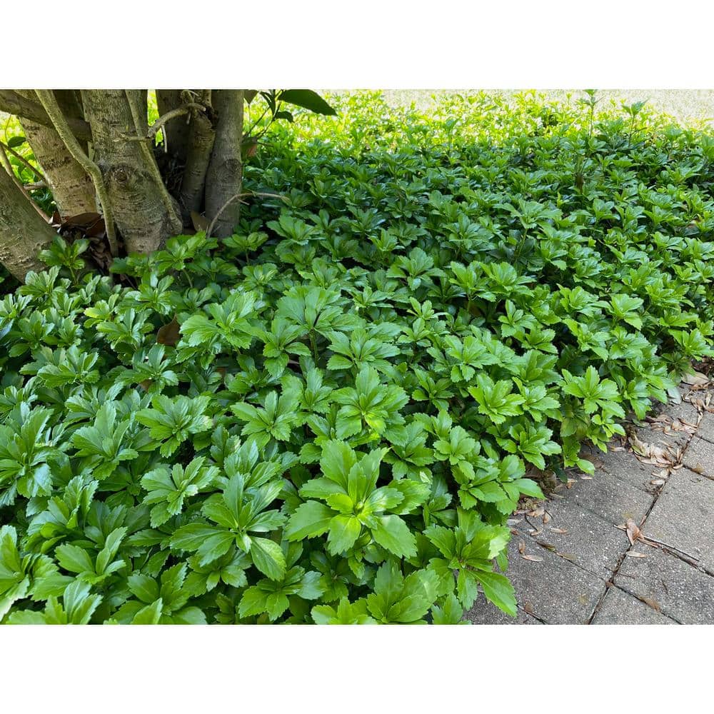 1 gal. Japanese Pachysandra Shrub with Dense Groundcover Carpet of Dark Green Foliage (2-Pack) - Hercitys