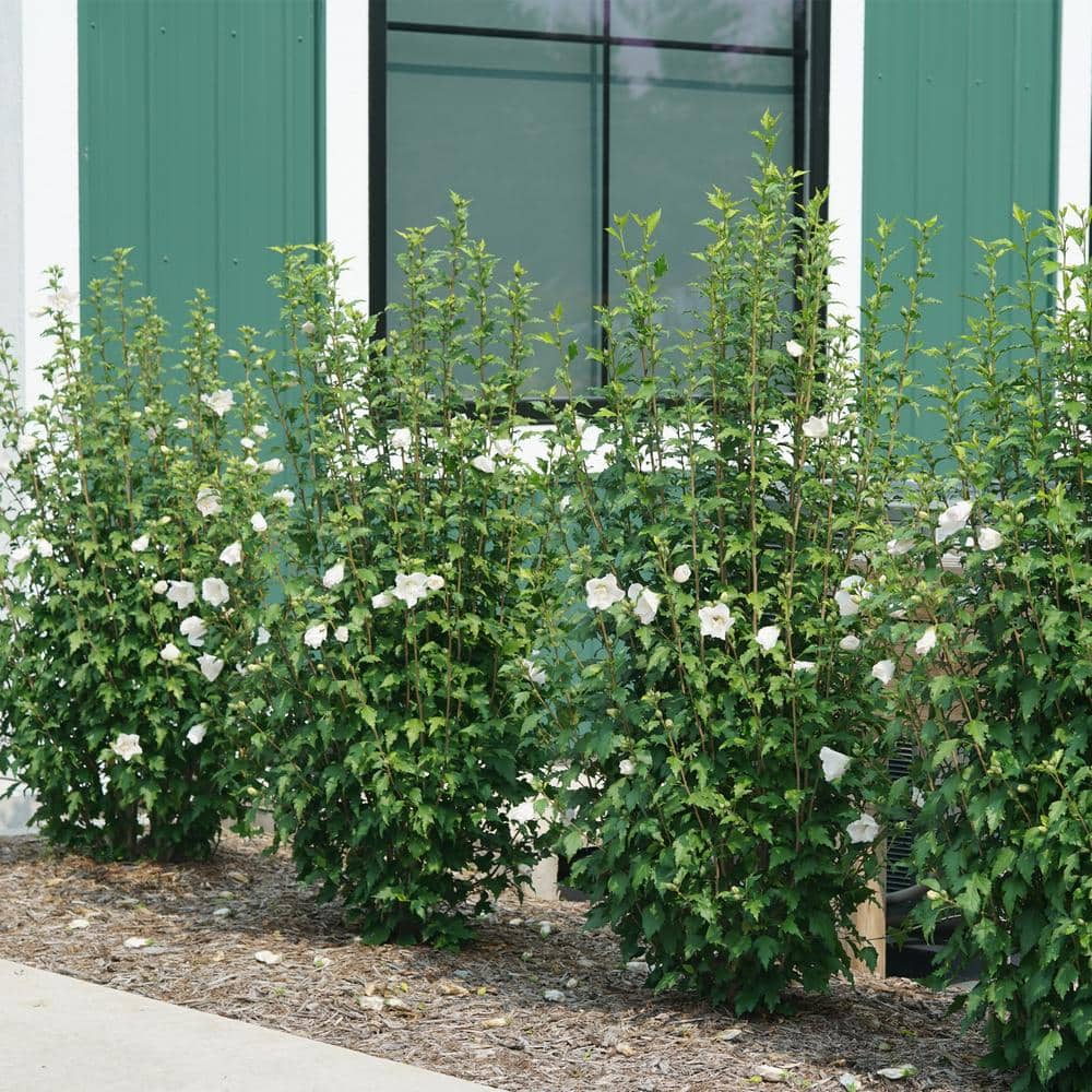 2 Gal. White Pillar Rose of Sharon (Hibiscus) Plant with White Flowers - Hercitys